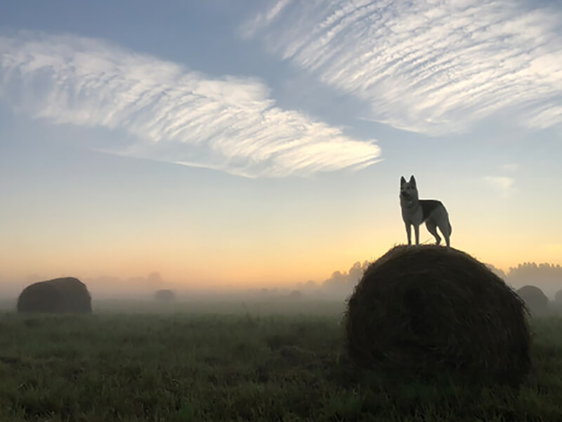 Поле